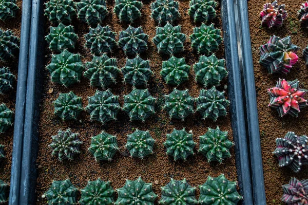 Kaktüs serası, yakın çekim sho