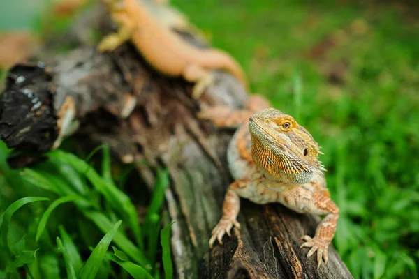 Dragón Barbudo Suelo Con Fondo Borroso — Foto de Stock