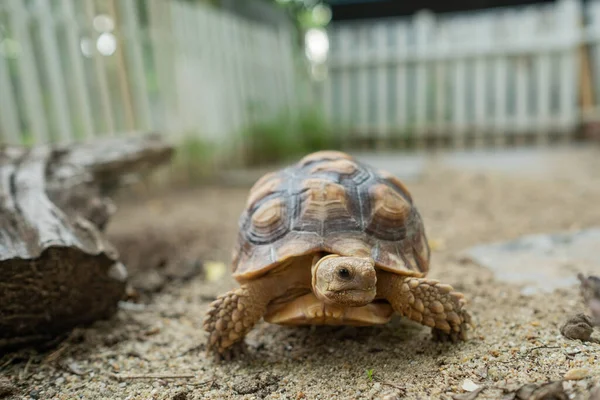 Sucata Tortoise Groun — Fotografia de Stock