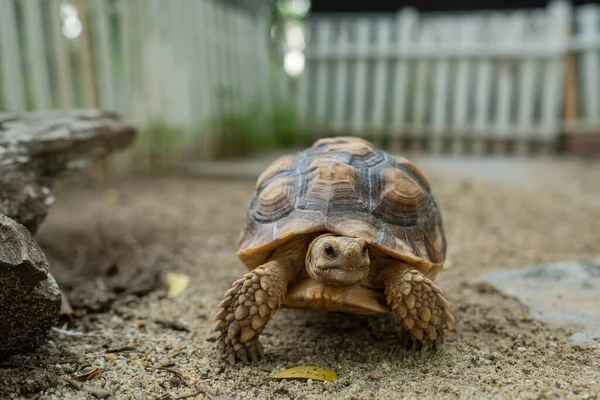Sucata Tortoise Groun — Fotografia de Stock
