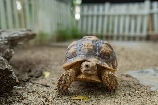 Sucata tortoise on the groun