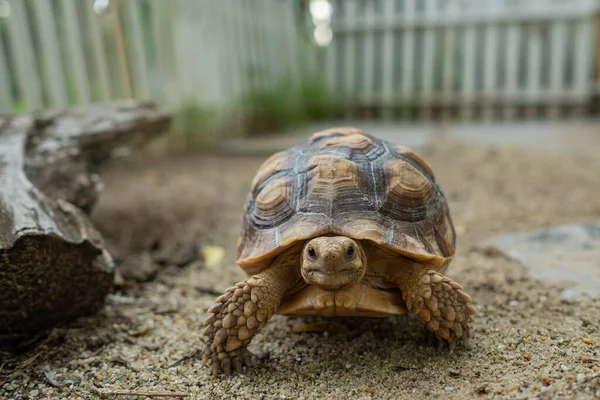 Sucata Schildkröte Auf Der Erdnuss — Stockfoto