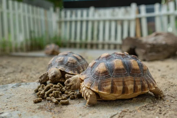 Sucata Tortoise Groun — Stok fotoğraf