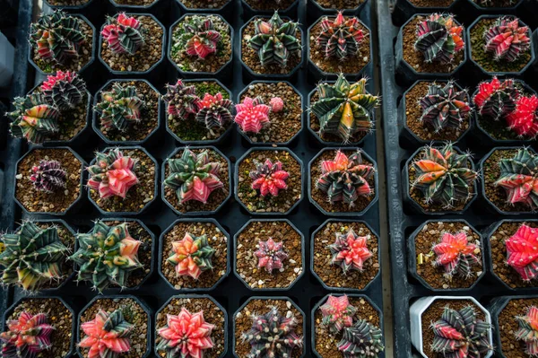 Kaktusz Üvegház Közelkép Sho — Stock Fotó