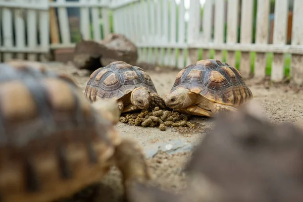 Sucata Tortoise Groun — Fotografia de Stock