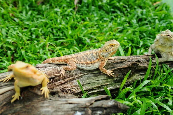 bearded dragon on ground with blur backgroun