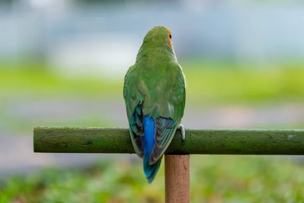 Lovebird Großaufnahme Papagei Mit Unscharfem Hintergrund — Stockfoto