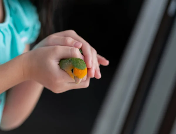 Ptaszek Gołąbek Siedzący Palcu Papużko — Zdjęcie stockowe