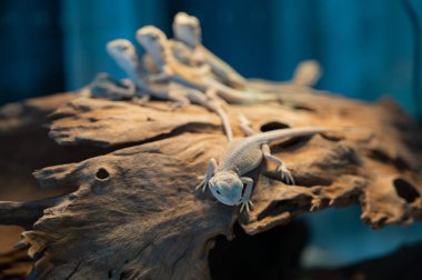 Sakallı ejderha bulanık sırtlı