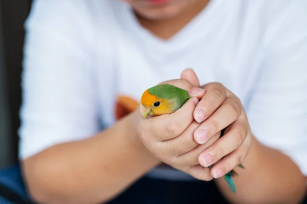 Ein Turteltaube Der Auf Einem Finger Hockt Parro — Stockfoto