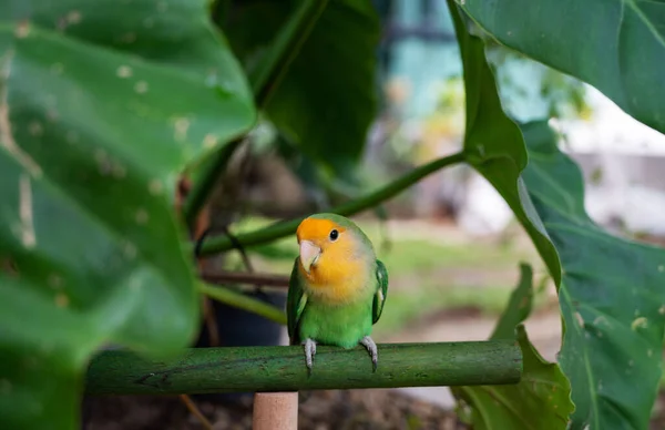 Lovebird Großaufnahme Papagei Mit Unscharfem Hintergrund — Stockfoto