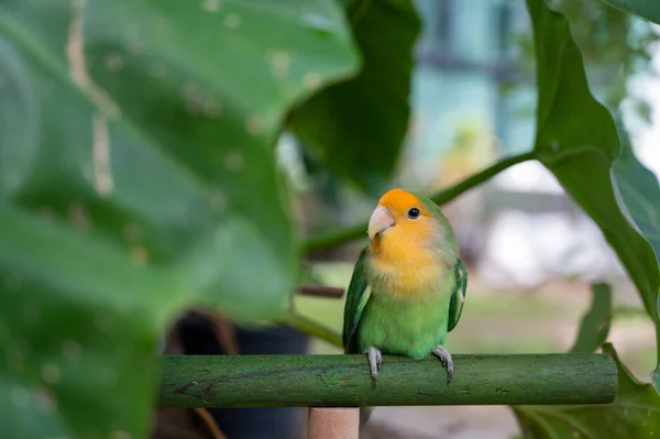 Lovebird Großaufnahme Papagei Mit Unscharfem Hintergrund — Stockfoto
