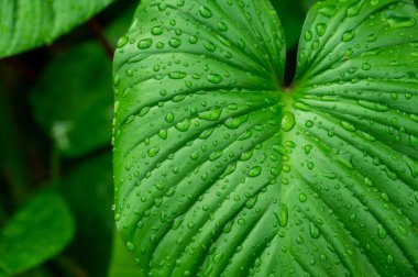 yeşil yapraklar doğal arkaplan duvar kağıdı, yaprak dokusu, metin için boşluk bırakır