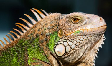 Kertenkele, hayvan, bulanık yüzlü yeşil kertenkele.