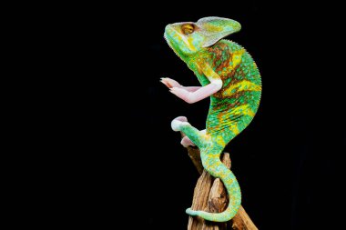 Siyah arka planı olan bukalemun, yırtıcı.