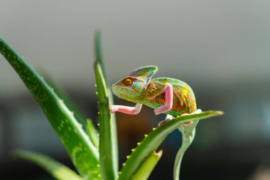 bukalemun bulanık arkaplanlı, predato