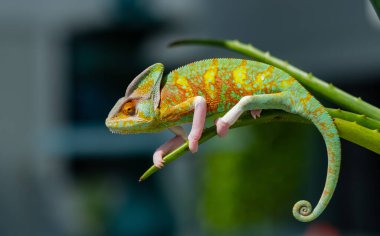 bukalemun bulanık arkaplanlı, predato