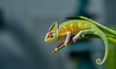 bukalemun bulanık arkaplanlı, predato