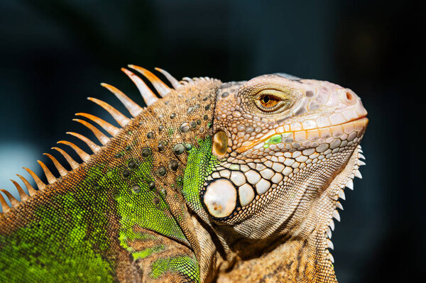 lizard, animal, green lizard with blur backgroun