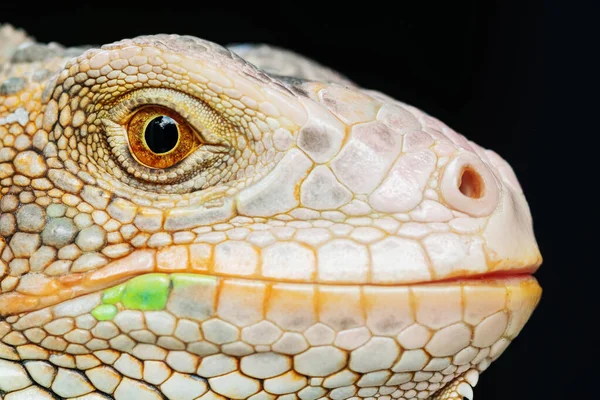 Lagarto Animal Lagarto Verde Con Fondo Borroso — Foto de Stock