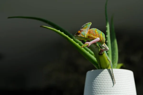 Chameleon Rozmazaným Pozadím Predátor — Stock fotografie