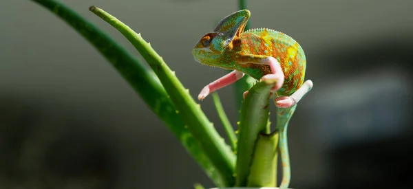 Chameleon Blur Background Predato — Foto de Stock