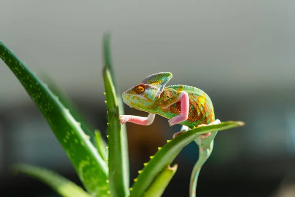 Chameleon Blur Background Predato — Photo