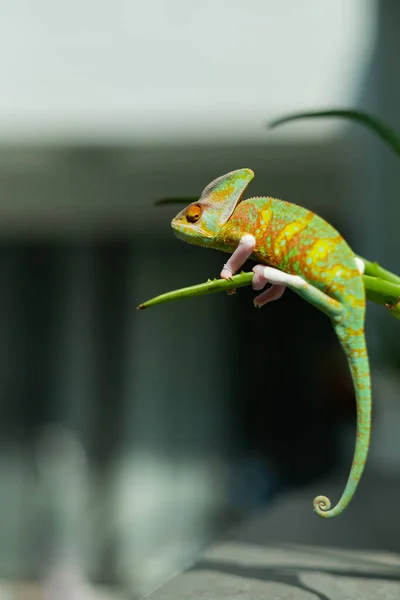 Chameleon Blur Background Predato — Foto de Stock
