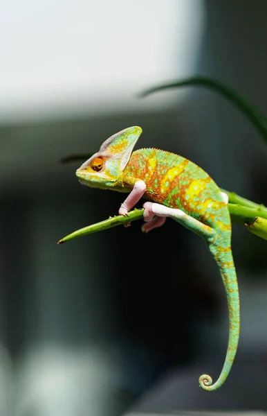 Lagarto Camaleón Con Fondo Borroso — Foto de Stock