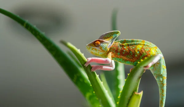 Chameleon Blur Background Predato — Foto de Stock