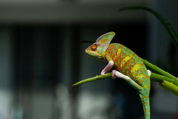 Jaszczurka Kameleon Rozmytym Tłem — Zdjęcie stockowe