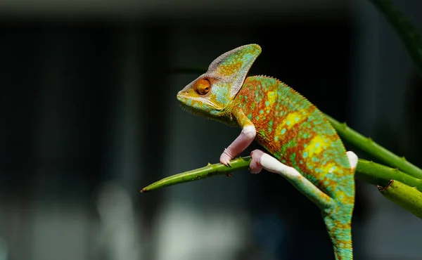 Caméléon Avec Fond Flou Prédateur — Photo