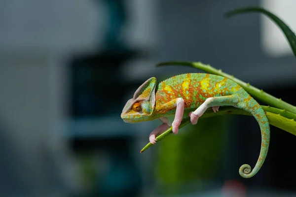 Chameleon Rozmazaným Pozadím Predátor — Stock fotografie