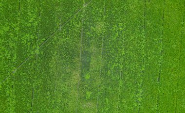 Pirinç tarlasının uçan insansız hava aracından gelen hava görüntüsü çevre yeşil desenli arka plan, üst görüş alanı ric