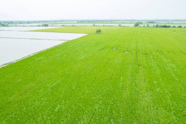 Pirinç tarlasının uçan insansız hava aracından gelen hava görüntüsü çevre yeşil desenli arka plan, üst görüş alanı ric