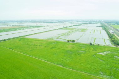 Pirinç tarlasının uçan insansız hava aracından gelen hava görüntüsü çevre yeşil desenli arka plan, üst görüş alanı ric