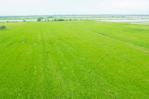 Luchtfoto Van Vliegende Drone Van Veld Rijst Met Landschap Groen — Stockfoto