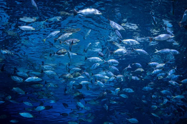 Vissen Het Aquarium Onder Water Dieren — Stockfoto