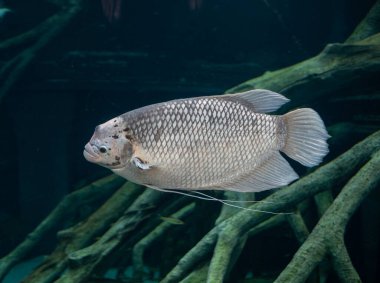 Dev gourami, bronzlaşmış balık.