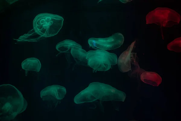 jellyfish at aquarium, dangerous animal