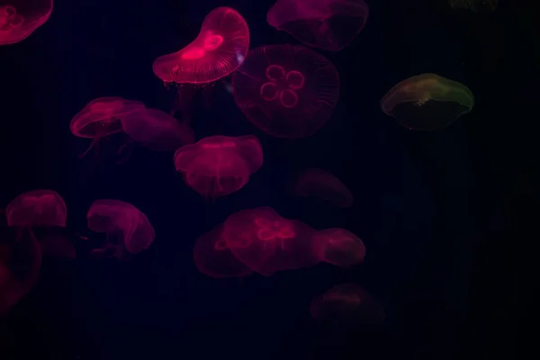 jellyfish at aquarium, dangerous animal