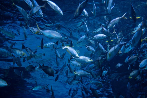 Vissen Het Aquarium Onder Water Dieren — Stockfoto