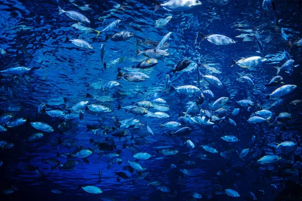 Vissen Het Aquarium Onder Water Dieren — Stockfoto