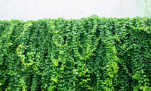 green leaves wall background, wedding backdrop