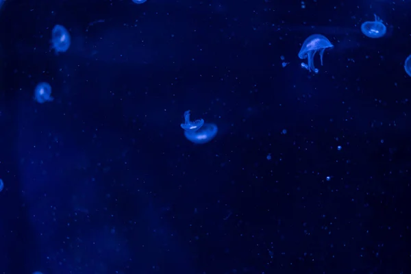 Medúzy Akváriu Nebezpečné Zvíře — Stock fotografie