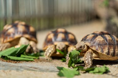 Sucata kaplumbağası doğayla iç içe olan sebzeleri yiyor.