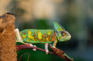 chameleon with blur background, predato