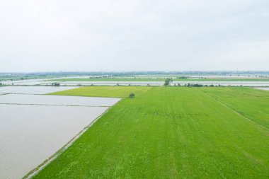 Pirinç tarlasının uçan insansız hava aracından gelen hava görüntüsü çevre yeşil desenli arka plan, üst görüş alanı ric