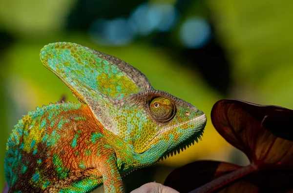 Chameleon Blur Background Predato — Foto de Stock