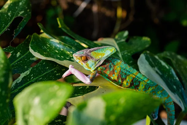 Chameleon Blur Background Predato — Stockfoto